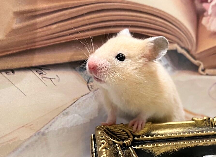 買ってはいけないハムスターとは？おすすめの品種も紹介