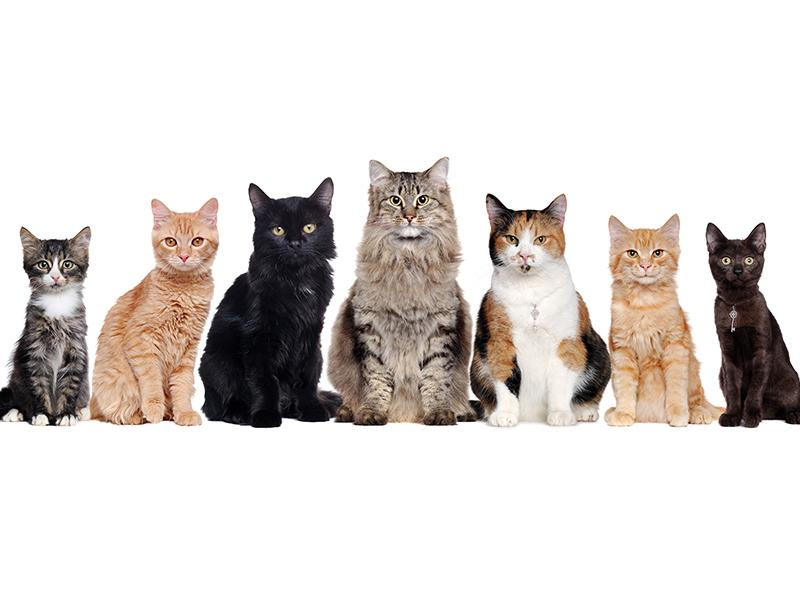 飼ってはいけない猫ランキングTOP5！初心者向けの猫も紹介