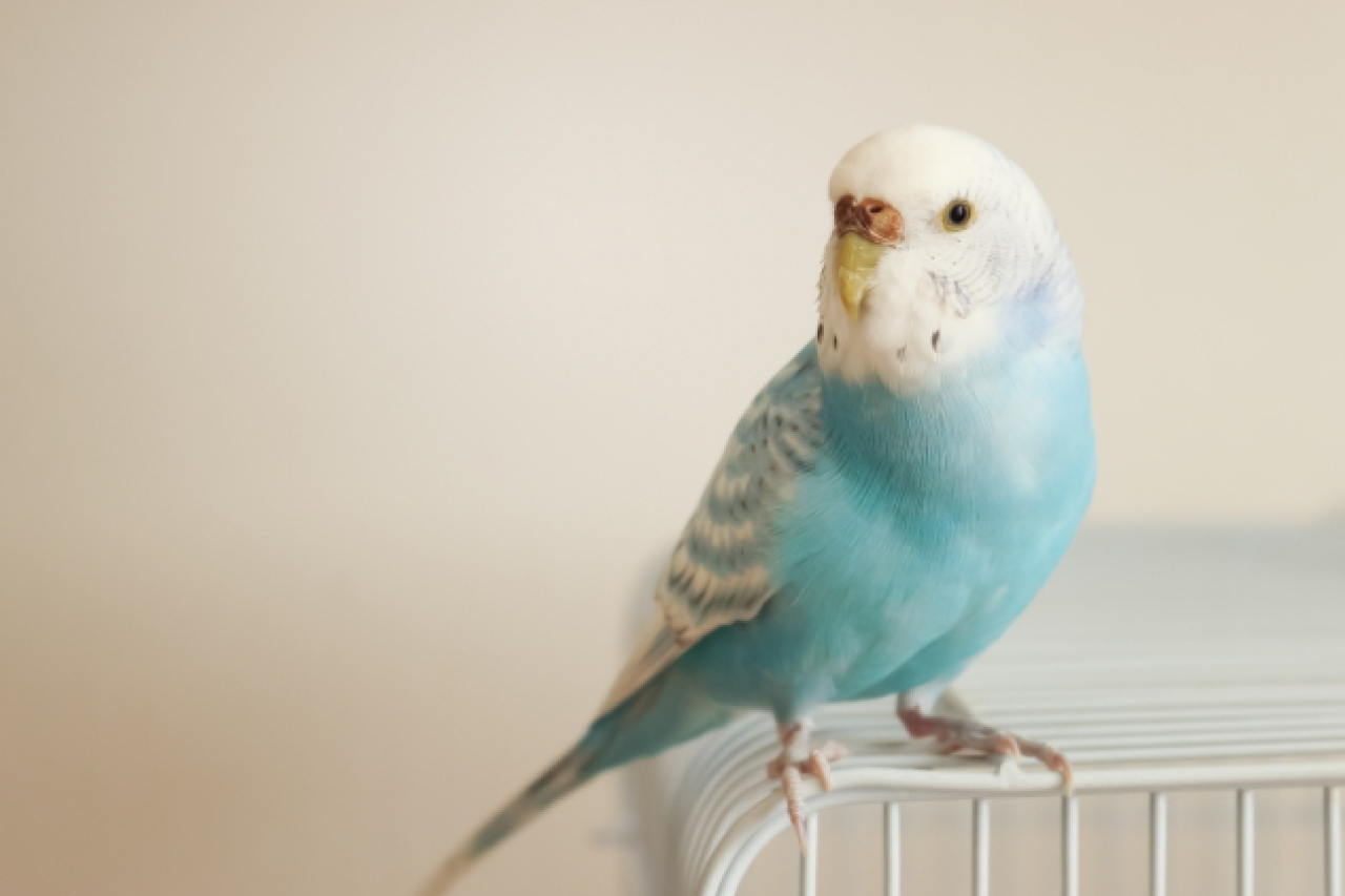 インコを飼ってはいけない人の特徴とは？インコの種類や寿命も紹介