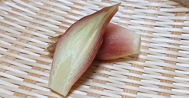 ミョウガを植えてはいけない理由とは？おすすめの時期や育て方も紹介